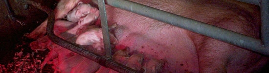 Monitoring Farrowing