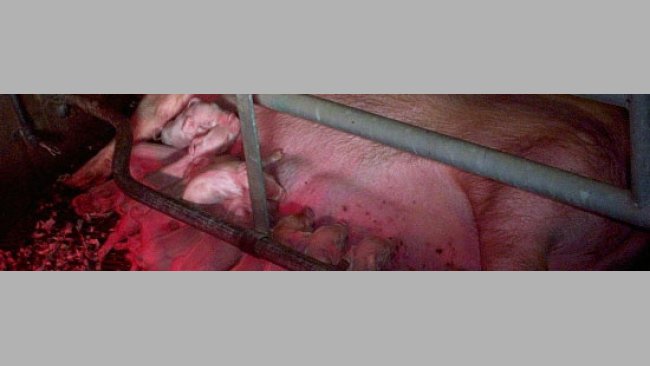 Monitoring Farrowing