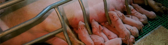 The dilemma of fostering on the first day of life