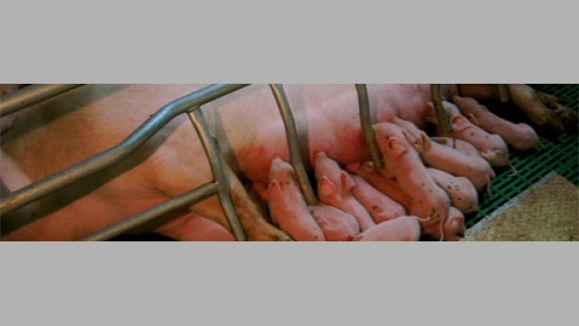 The dilemma of fostering on the first day of life