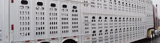 Cami&oacute;n transporte cerdos en USA