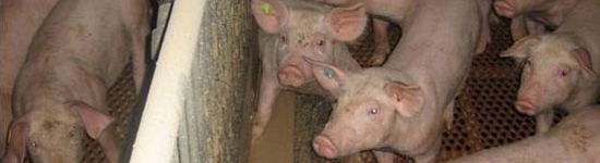 Sistema de alimentaci&oacute;n l&iacute;quida