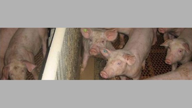 Sistema de alimentación líquida