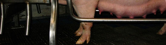 Pregnant sow
