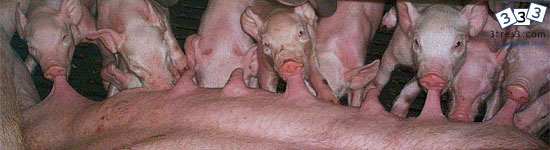 Importancia del suministro energ&eacute;tico en la supervivencia del lech&oacute;n