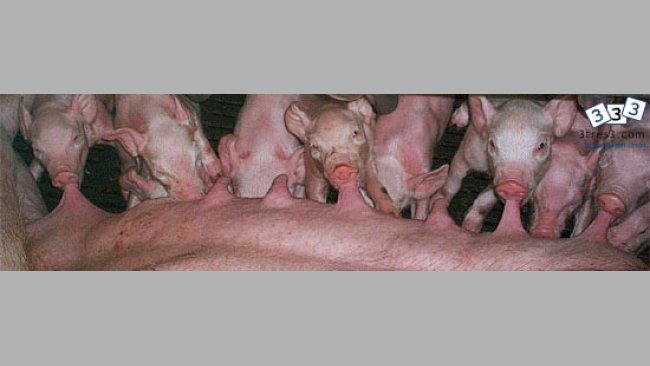 Importancia del suministro energético en la supervivencia del lechón