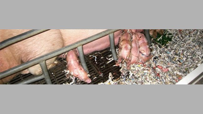 When should we level out litters?