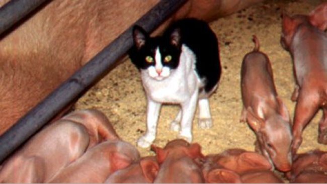 Piglets with cat