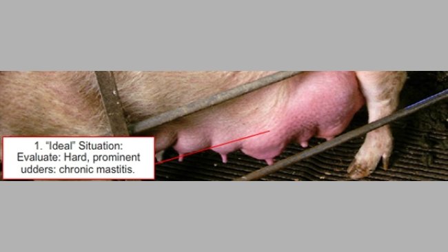 How do we level litters after delivery? (II) Count or not count teats, that is the question