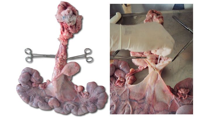 Reproductive failure