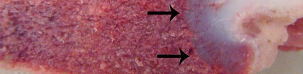 Vitamin D deficiency syndromes in swine (II)