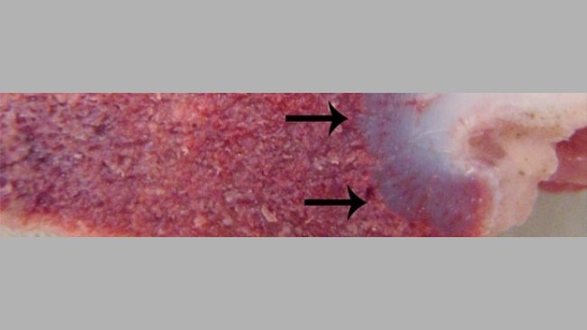 Vitamin D deficiency syndromes in swine (II)