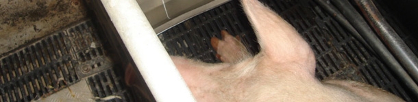 Time delay valves for a maximum consumption of water in the farrowing quarters