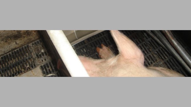 Time delay valves for a maximum consumption of water in the farrowing quarters