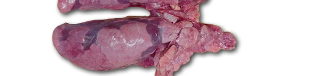 Lungs of the necropsied 10-week-old-piglet