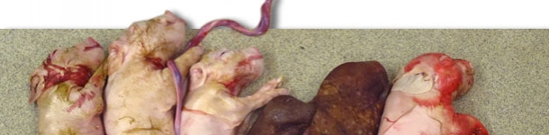 Litter from a sow experimentally infected with PCV2 at the time of insemination. Note the small litter size and the presence of two mummififed fetuses. 