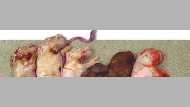 Litter from a sow experimentally infected with PCV2 at the time of insemination. Note the small litter size and the presence of two mummififed fetuses.
