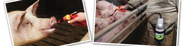 Training the sows with fruit juice for the intake of hormonal treatments