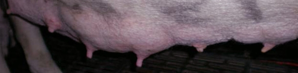 Visual difference between suckled and unsuckled teats on day 7 of lactation.