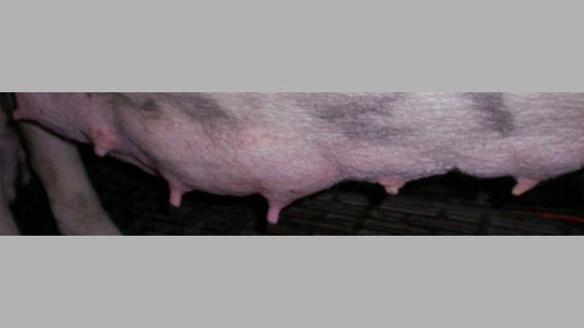 Visual difference between suckled and unsuckled teats on day 7 of lactation.