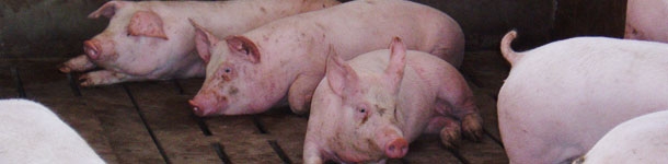 Swine fattening stage