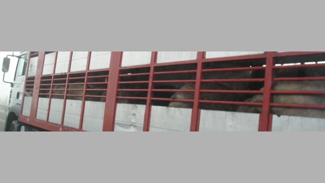 Lorry for the transport of pigs to the abattoir