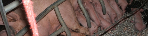 When there are not enough teats, the strongest piglet always occupies the place of the weak one, that is left without milk to suckle.