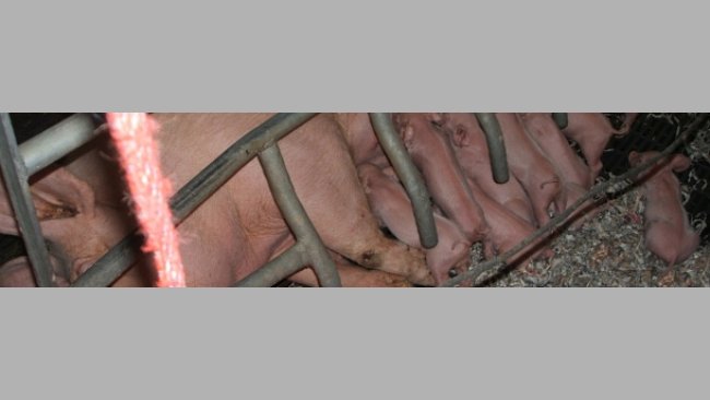 When there are not enough teats, the strongest piglet always occupies the place of the weak one, that is left without milk to suckle.