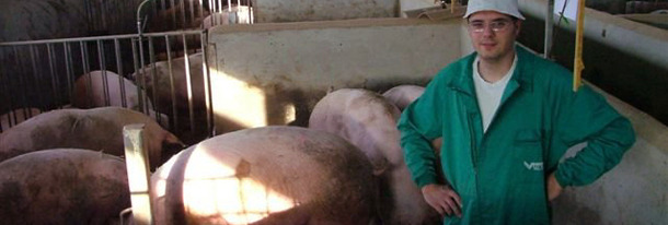 Docile sows on units already converted to group housing in mainland Europe, such as this one in Spain, have been achieving high numbers of pigs reared.