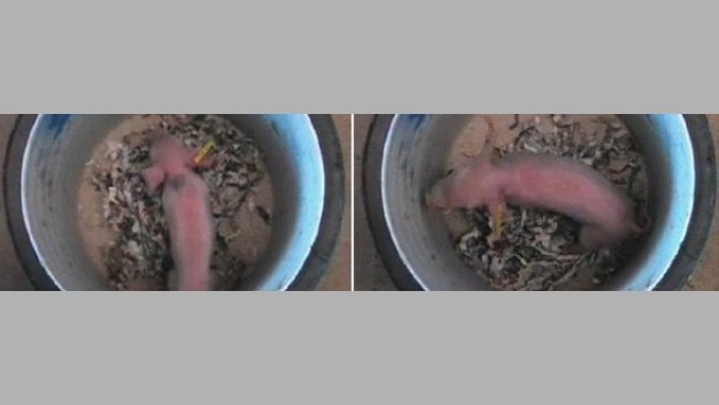 Piglet in a bucket in order to evaluate its viability