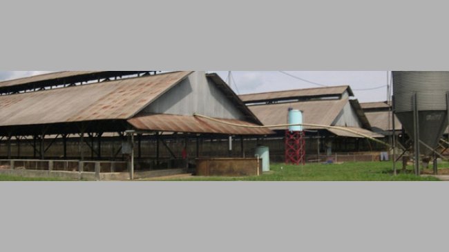 Typical finisher buildings in the case study farm for south-east Asia farms, with rodent and bird protection
