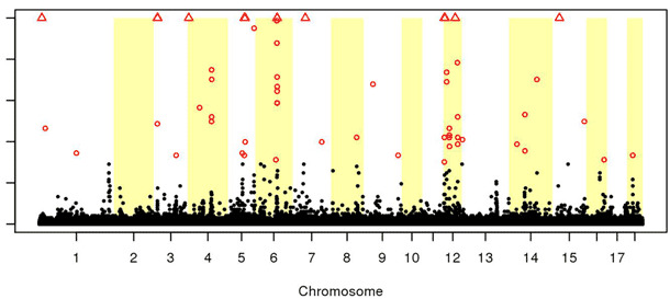 This Manhattan plot shows the SNPs for litter uniformity on the pig's 18 chromosomes. The red dots show SNPs significantly correlated with the trait litter uniformity. The rectangles are SNPs with a very high significant correlation.