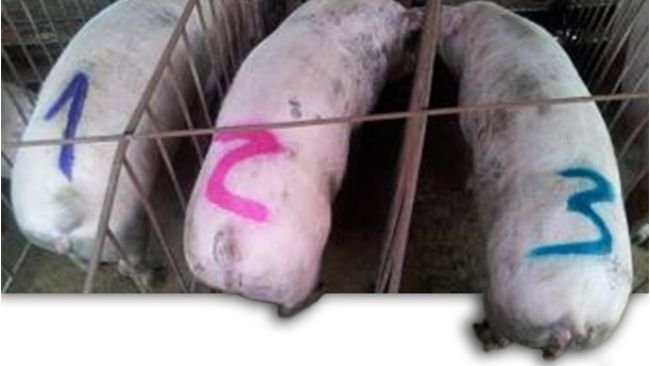 Marked sows