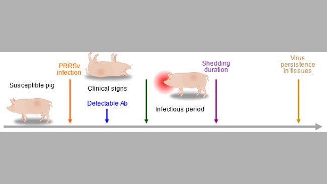 Ability of diagnostic tools to detect PRRSV antigen or antibodies during infection