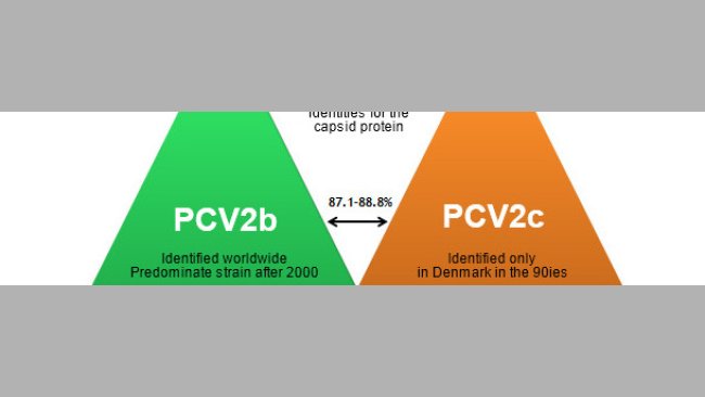 Main PCV2 genotypes and their relationship based on the capsid gene