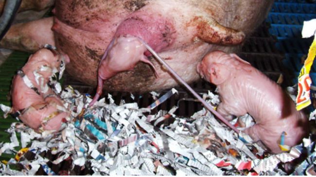 Sow giving birth