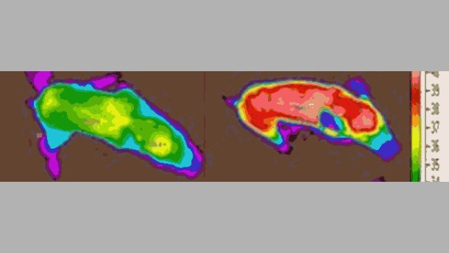 Thermography of some piglets