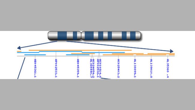 Chromosome to genes to nucleotides