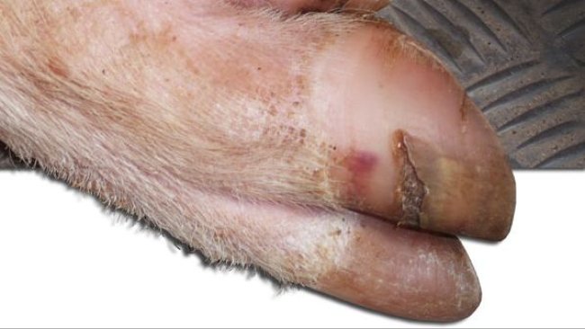 Cracks on the lateral hoof wall