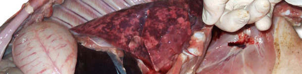 Enlarged, non-collapsed, rubbery, patchy lungs correspond to  interstitial pneumonia