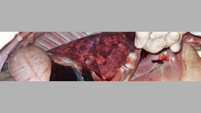 Enlarged, non-collapsed, rubbery, patchy lungs correspond to interstitial pneumonia