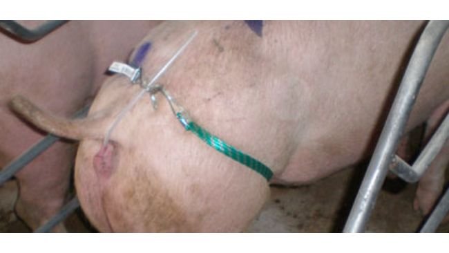 We use the thick elastic band, we introduce the catheter (well lubricated and attached).