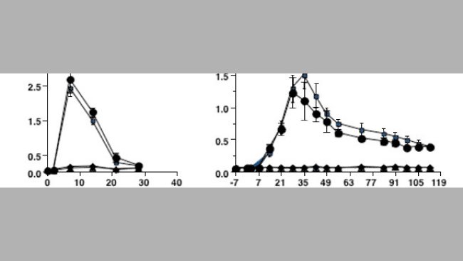 Antibody response kinetics to type 2 PRRSV infection