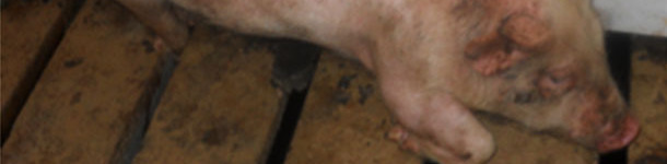 Post-weaning lameness is a frequent clinical sign observed with M. hyorhinis systemic disease.