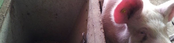 One gilt has an ear tag and the other one has none. We have detected a heat in the first one and none in the other one.