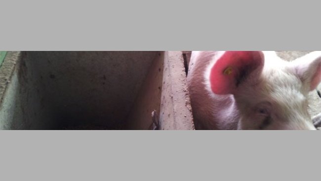 One gilt has an ear tag and the other one has none. We have detected a heat in the first one and none in the other one.