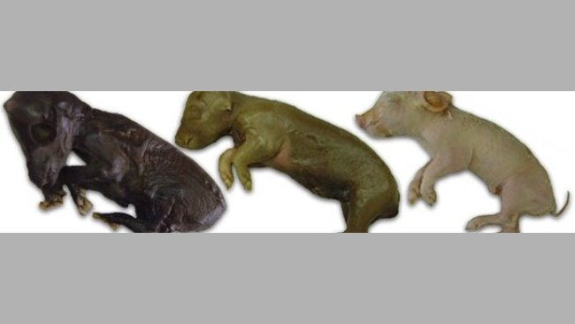 PCV2 outcome at birth