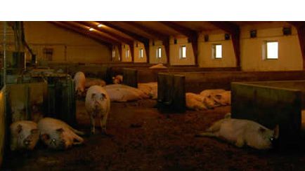 Pregnant sows in group pens