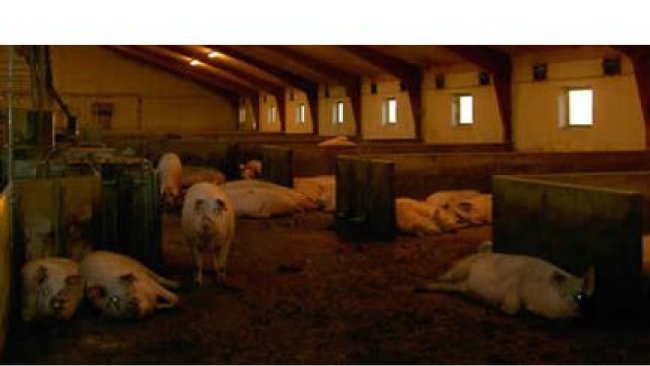 Pregnant sows in group pens