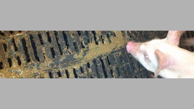 PED case in a nursery